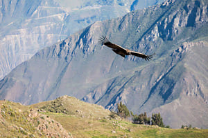 Jour 8 : D'Arequipa à Canyon del Colca (3.5h de route)